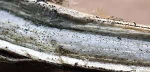 uploads/images/disease/Charcoal rot of soy bean.jpg